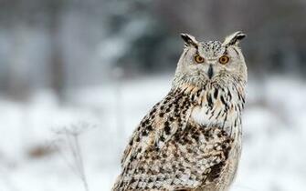 Owl Wallpaper Animal And