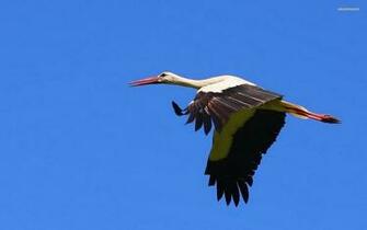 Stork Wallpaper