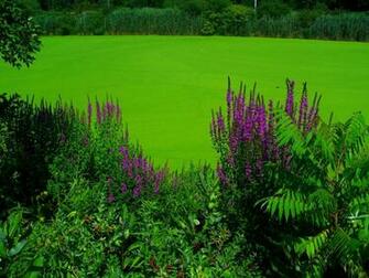 Purple And Green Wallpaper