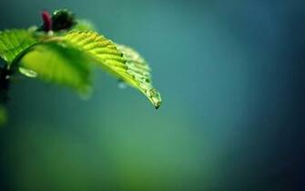 Nature Wallpaper Green Leaf