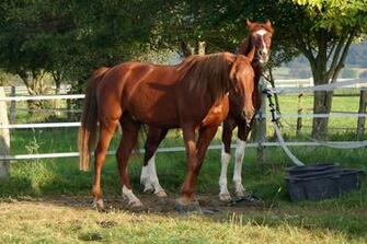 American Saddlebred Stock By Luda