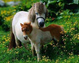 Horse Stallion Grass Flowers Walk Family Computer Screensavers