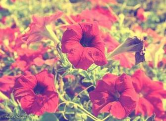 Vintage Summer