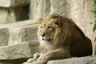 Mountain Lion Wallpaper Which Is Under The