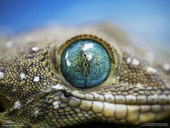National Geographic HD Wallpaper Top
