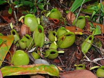 File Pitcher Plants Nepenthes Ampullaria Jpg