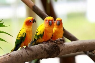 Birds Flying Wallpaper HD Yellow Bird