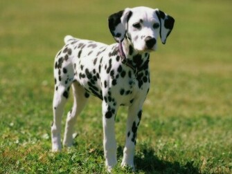 Dalmatian Wallpaper Desktop