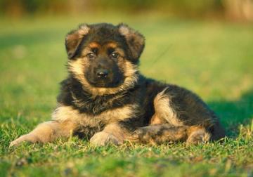 Dog Grass Puppy Wallpaper Background Best Stock Photos Toppng