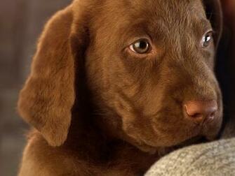 Chocolate Labrador Desktop Wallpaper On Latoro