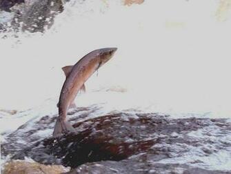 Salmon Fish