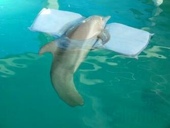 Winter The Dolphin Wallpaper Pics Fun Animals Wiki Videos
