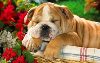 Rules Of The Jungle British Bulldog Puppies