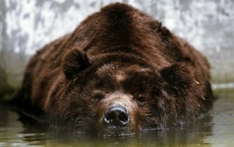Brown Bear Wallpaper And Image Pictures Photos