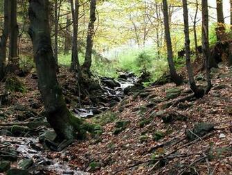 Copyright Image For Websites Nature