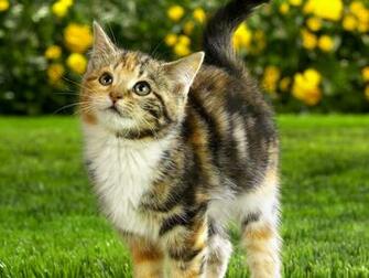 Wallpaper Green Cat Grass Kitten Calico Tabby Mix