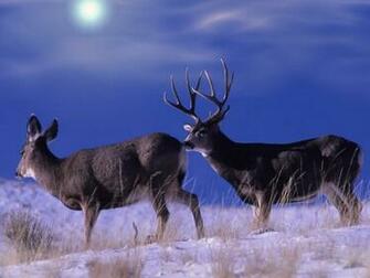 Wallpaper Deer For Computer