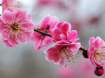 Cute Girly Wallpaper For Laptop