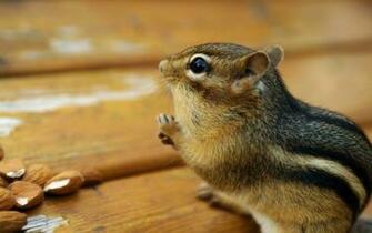 Chipmunks Wallpaper Pets Cute And Docile