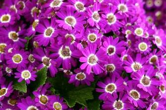 Purple Pink Spring Flowers Nature Pictures By