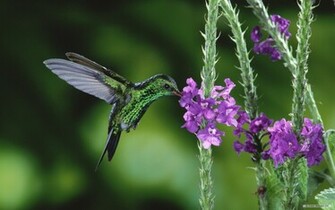 Wallpaper Microsoft Exquisite Pictures