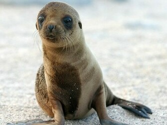 Sea Lion Wallpaper