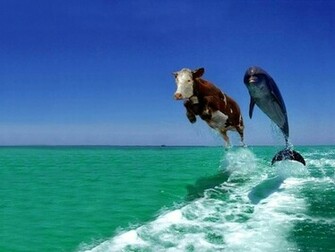 Tag Funny Wallpaper Background Photos Image Andpictures For