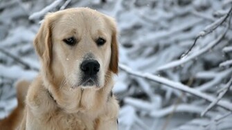 By Admin Comments Off On Labrador Retriever HD Wallpaper