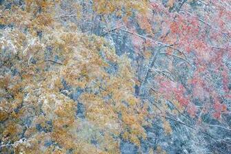 Cycle Of The Seasons A Leafless Maple Bears Up Under Onslaught