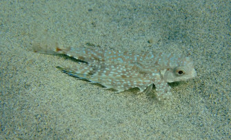 Flying Gurnard Sandy Bottom Wallpaper