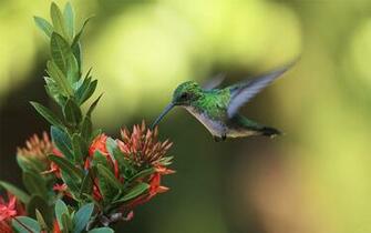 Colibri Nectar Wallpaper