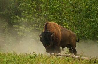 American Bison Wallpaper Driverlayer Search Engine