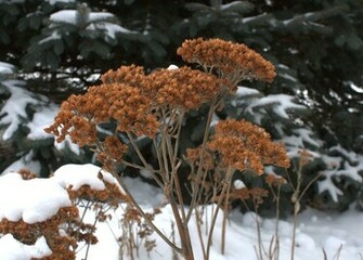 From The Soil Weeks In Garden Week Signs Of Spring