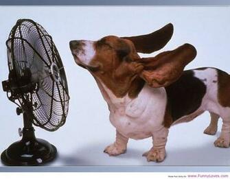 Very Funny Animals Pictures Zellox