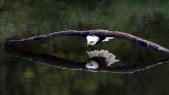Bald Eagle 4k 8k Wallpaper