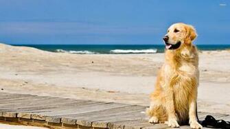 Golden Retriever Wallpaper
