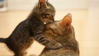 Very Cute Cat HD Wallpaper Beautiful House Usa Wallpapervery Stuff