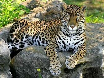 Panther Wallpaper Background Paos Pictures And Image For