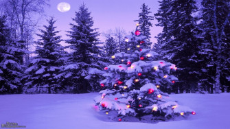 Lighted Christmas Tree In Winter Forest