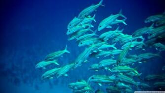 Underwater Maui Hawaii Wallpaper
