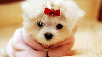 Pink Dog Wallpaper