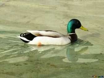 Ducks Buck Wild Duck Bird