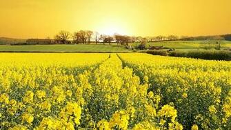 Spring Flowers Desktop Pc And Mac Wallpaper