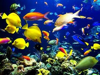 Underwater Fish Background HD4wallpaper Net