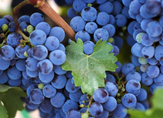 Grapes HD Wallpaper And
