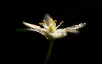 Dark Flower Wallpaper