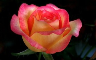 Beautiful Color Roses Wallpaper