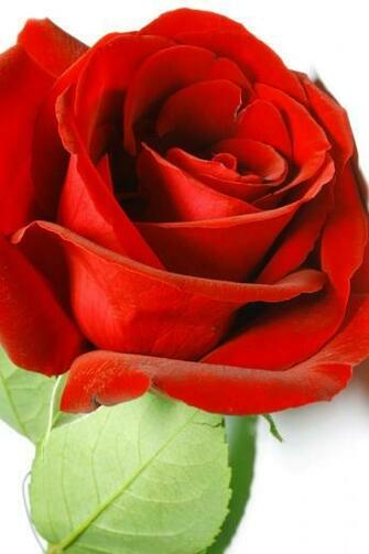 Macro Rose Red iPhone 4s Wallpaper HD Retina