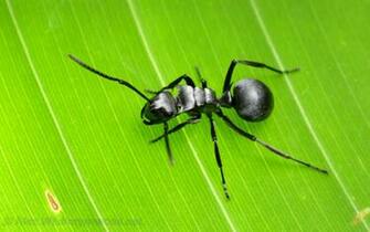 Insects Wallpaper On