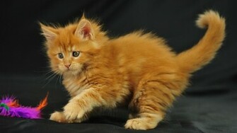 Maine Coon Cat Photo Image Litter O Dob Dec